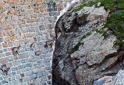06 Stambecchi acrobati su muro diga per leccare sale